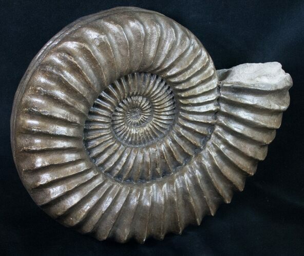 Large Coroniceras Ammonite From France - Wide #11318